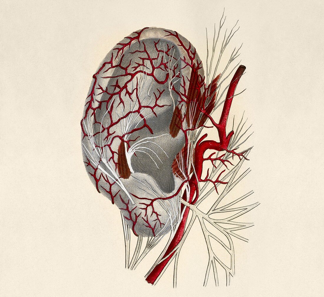 Circulatory system of the ear,artwork