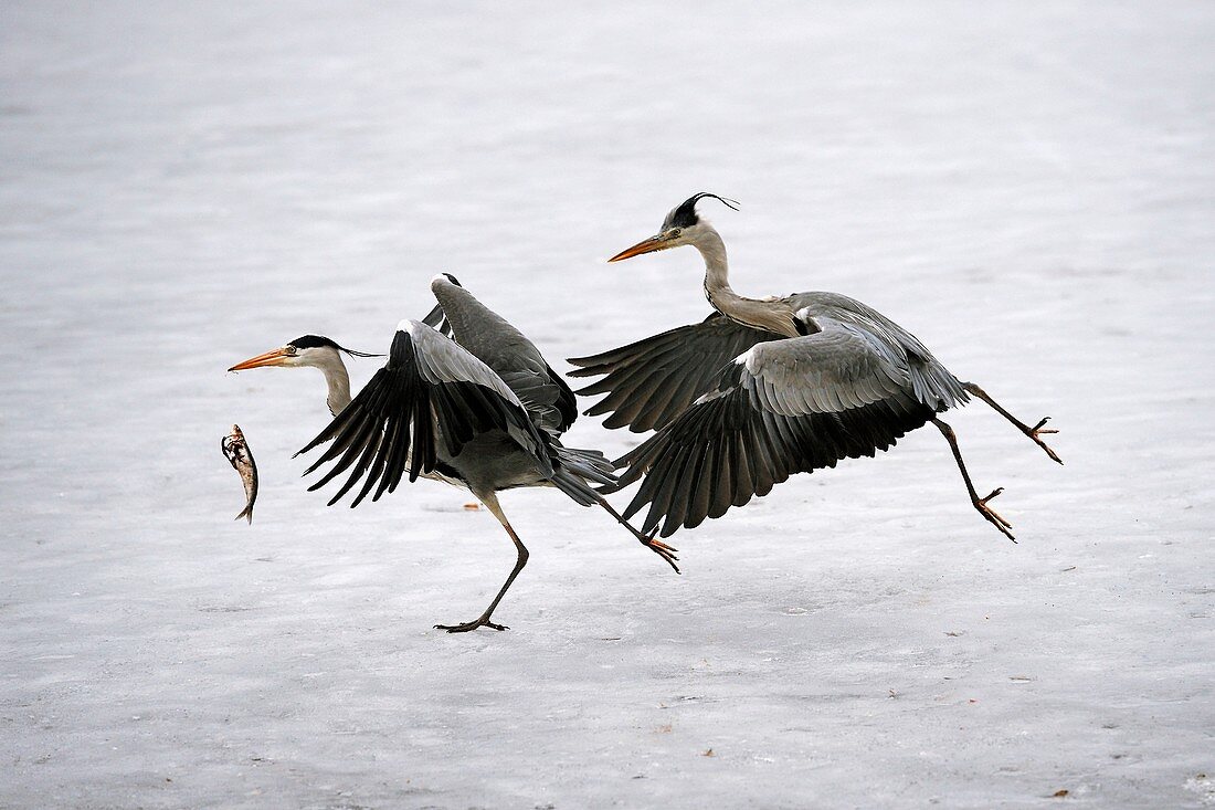 Grey herons fighting over a fish