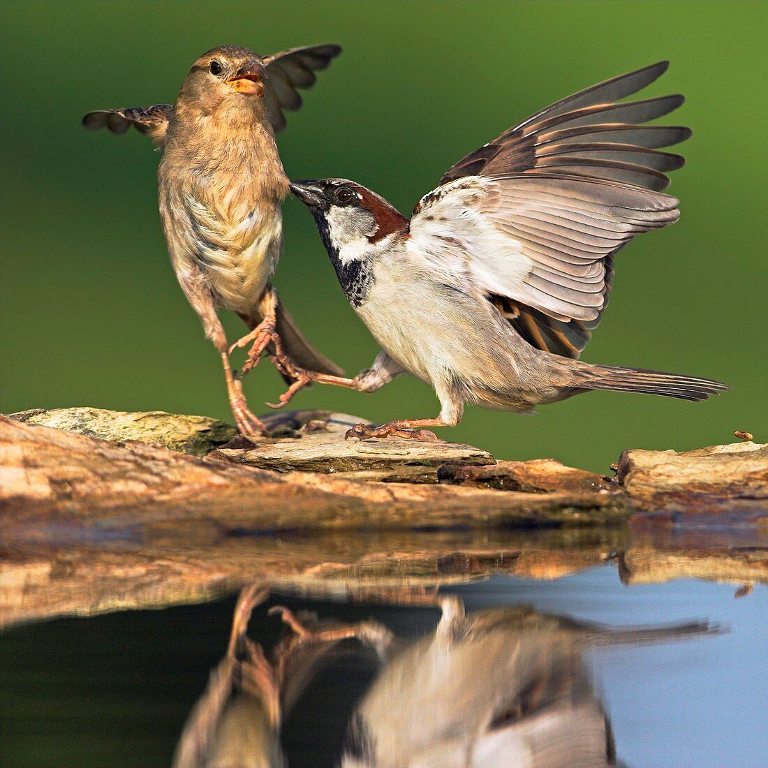 Sparrows fighting