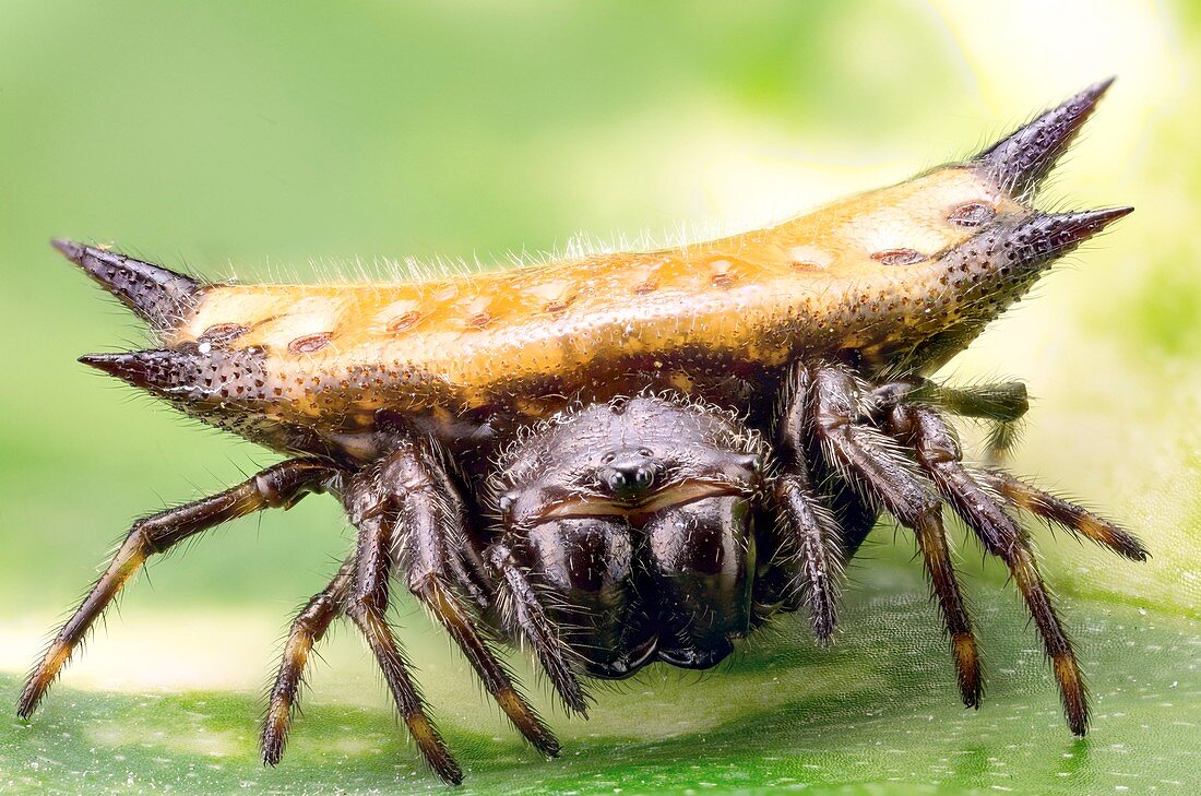 Spiny orbweaver spider