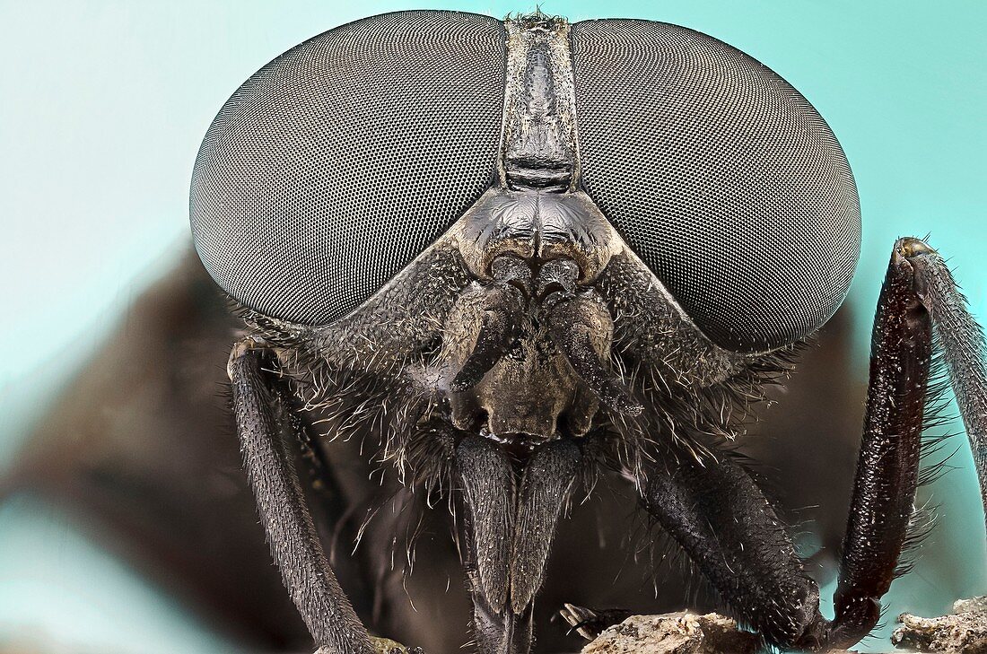 Horsefly head