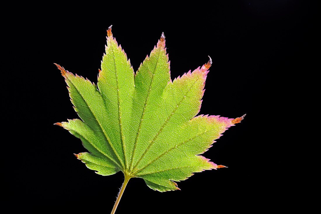 Japanese maple (Acer japonicum) leaf