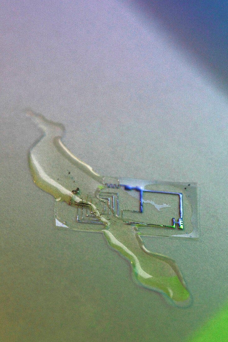 Biodegradable electronic circuit