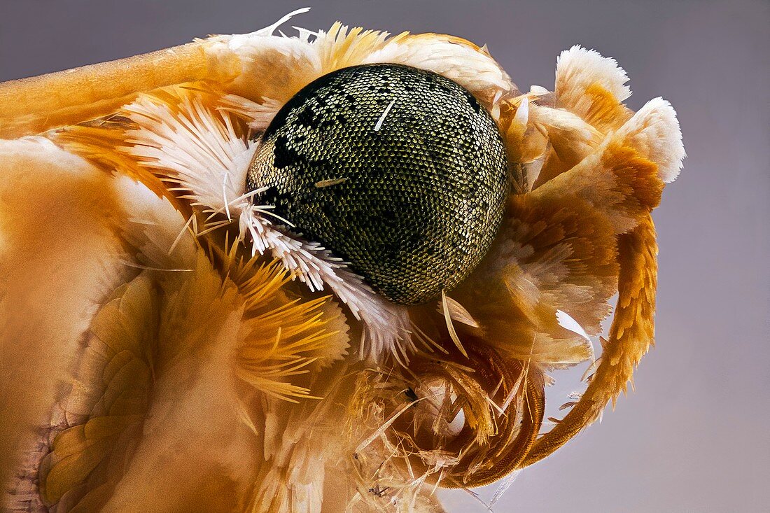 Moth head