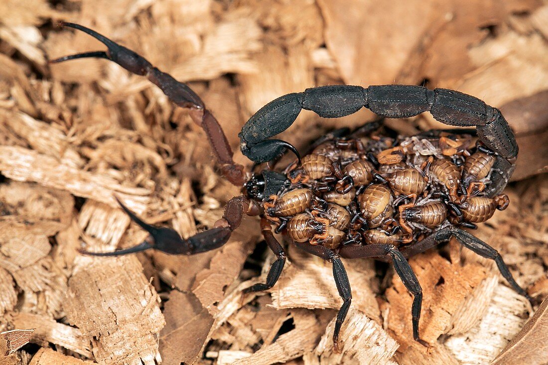 Scorpion carrying young