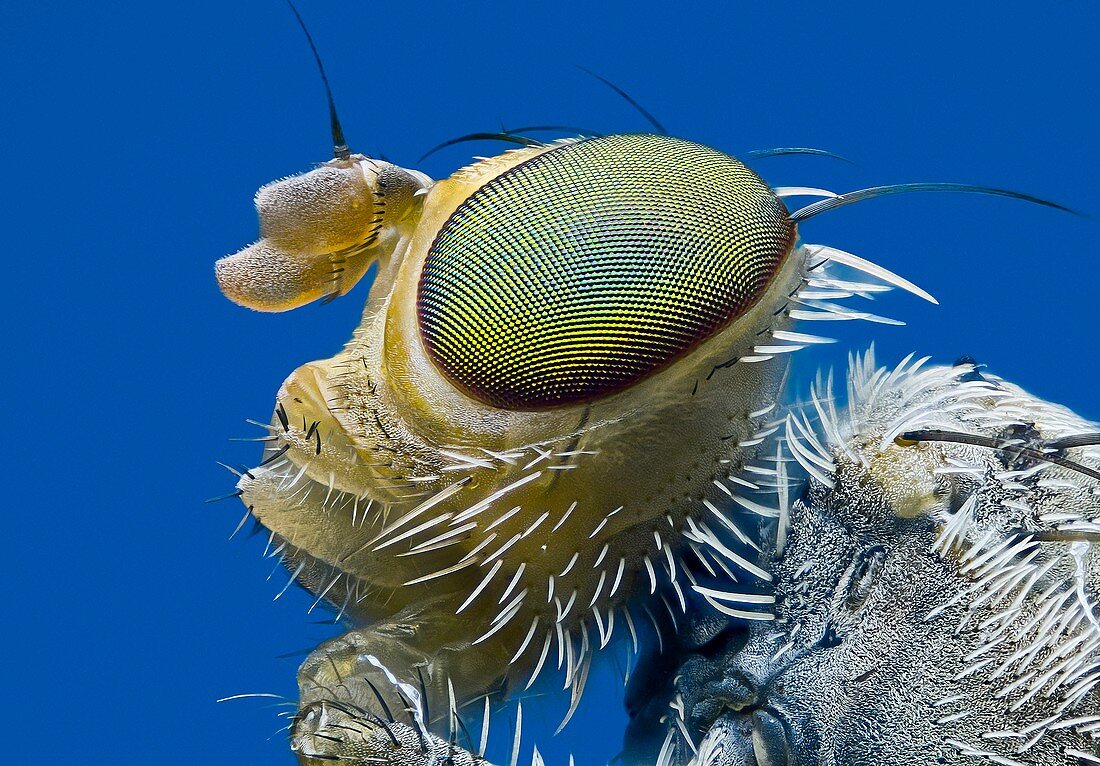 Fruit fly head
