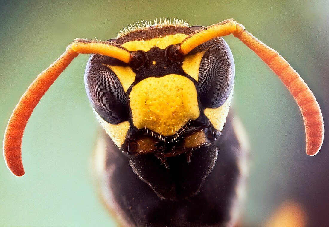 Wasp head