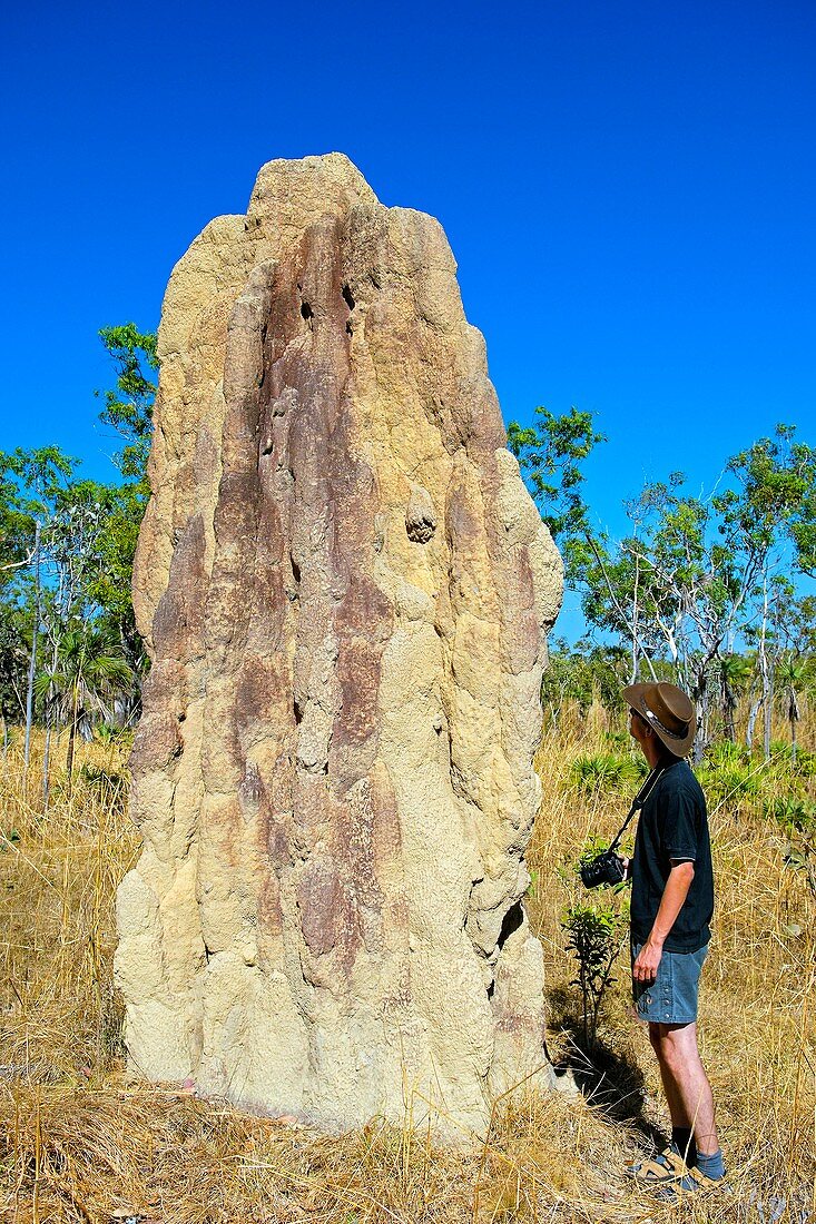 Termite mound,Australia