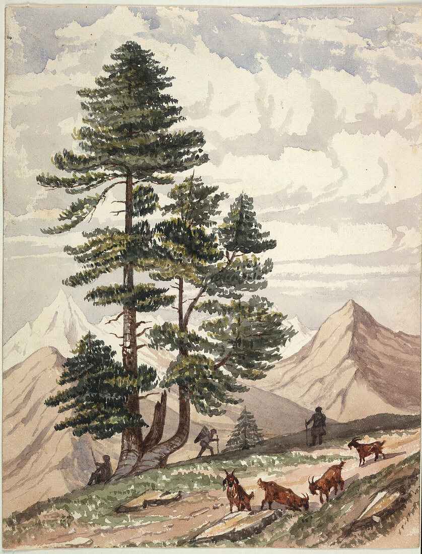 A deodar tree