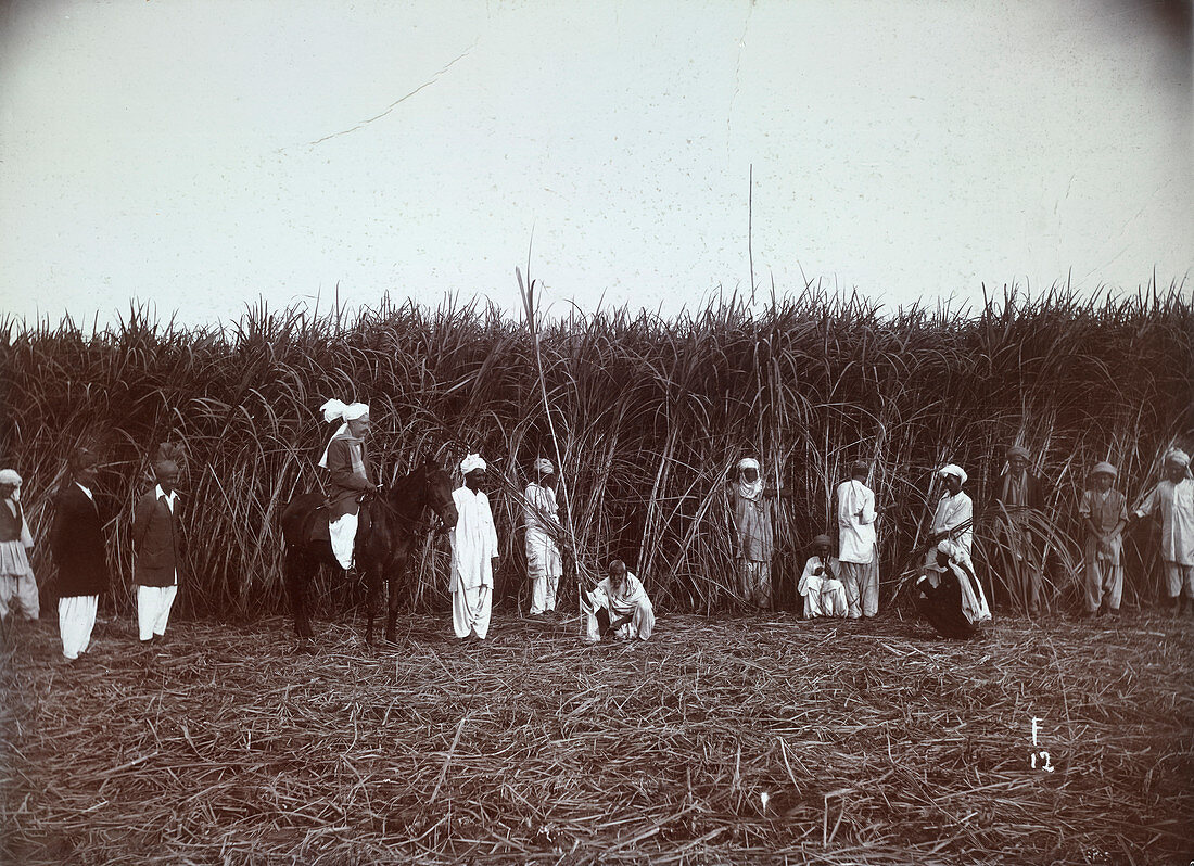 Harvesting sugar cane