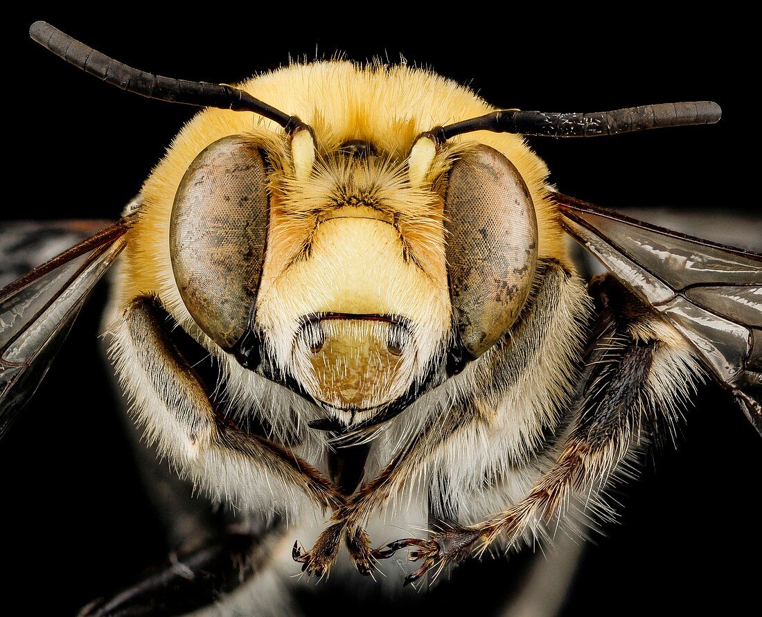Male bee