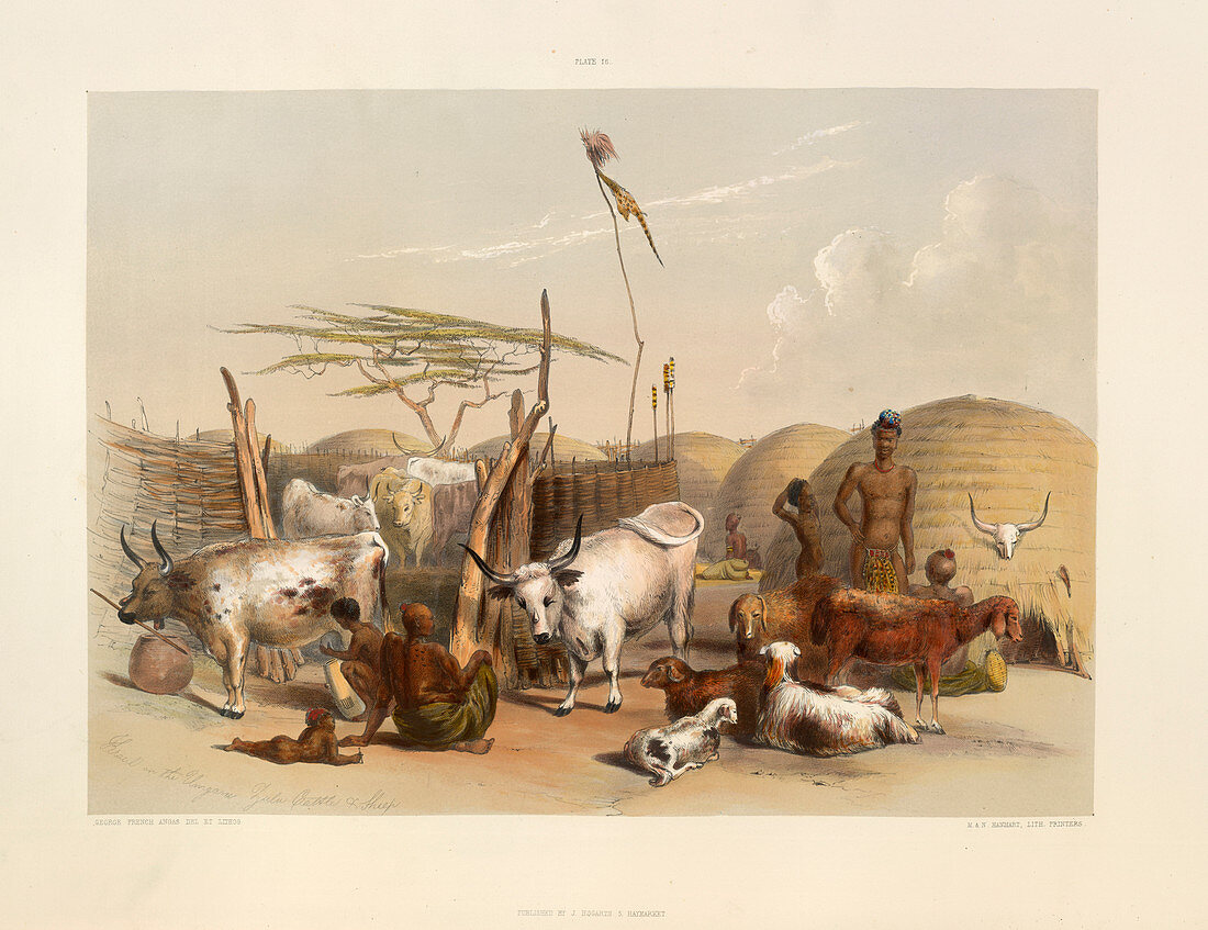 Zulu Kraal