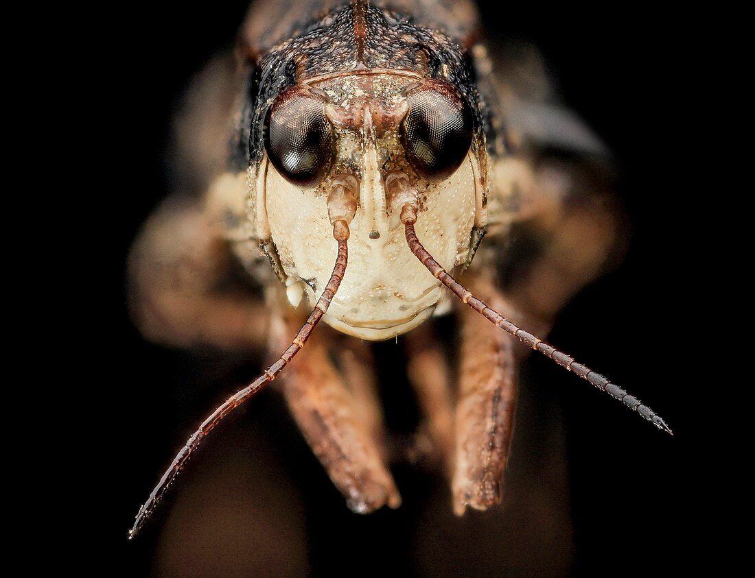 Pygmy grasshopper