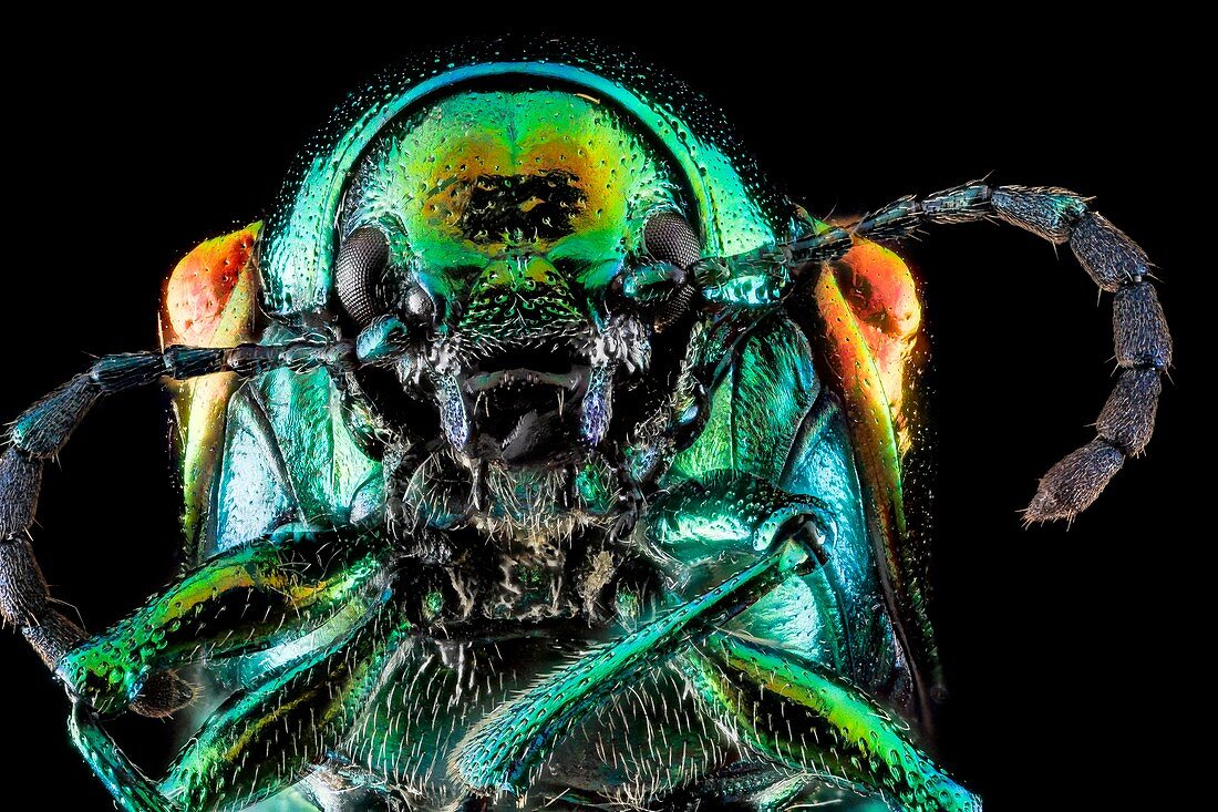 Indian hemp beetle