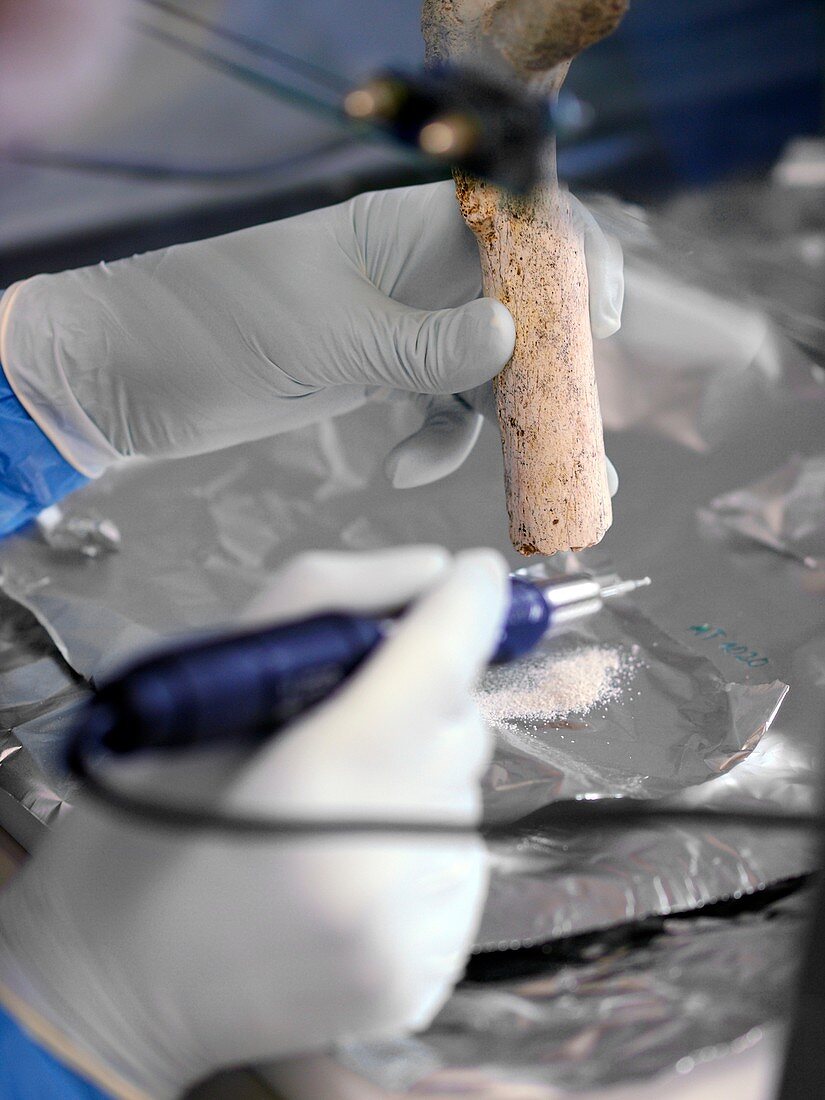 Extraction of fossil DNA