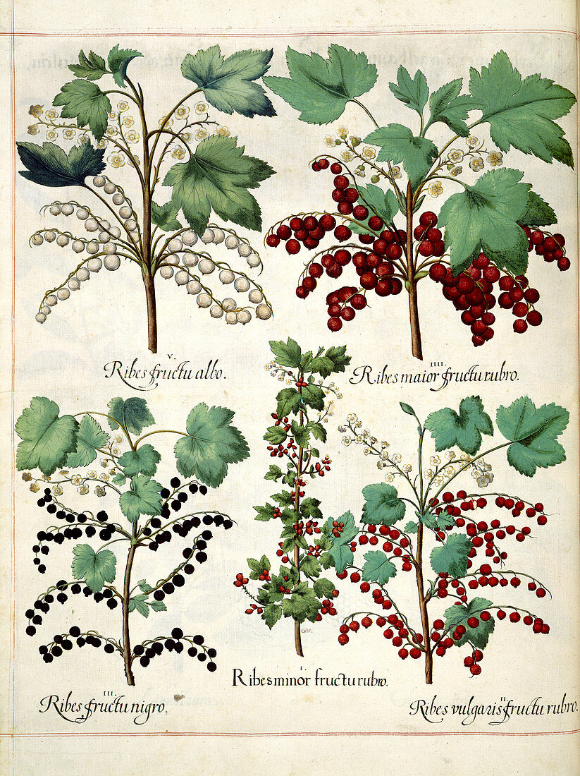 Red and blackcurrant plants