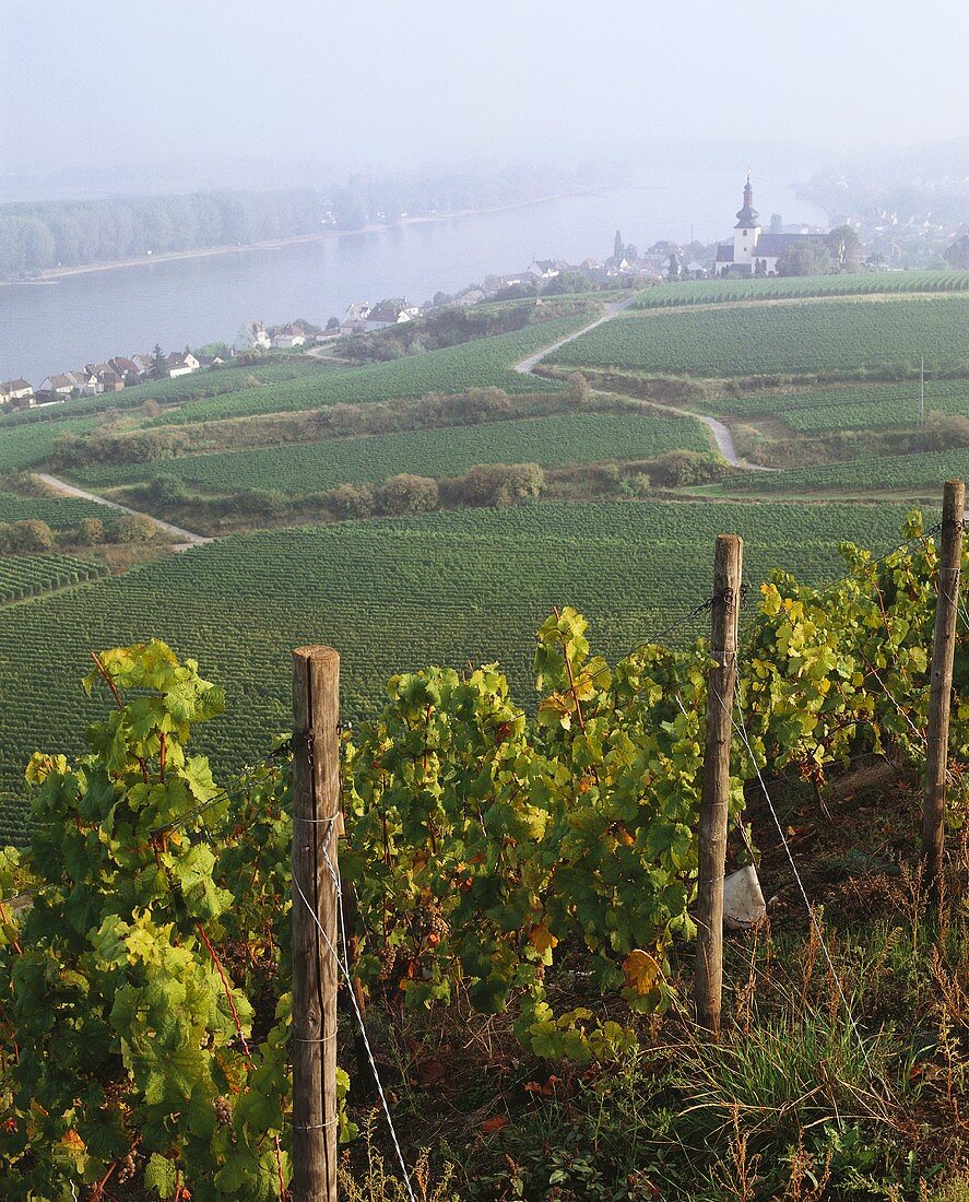 Blick über Einzellage Hipping auf Nierstein in Rheinhessen