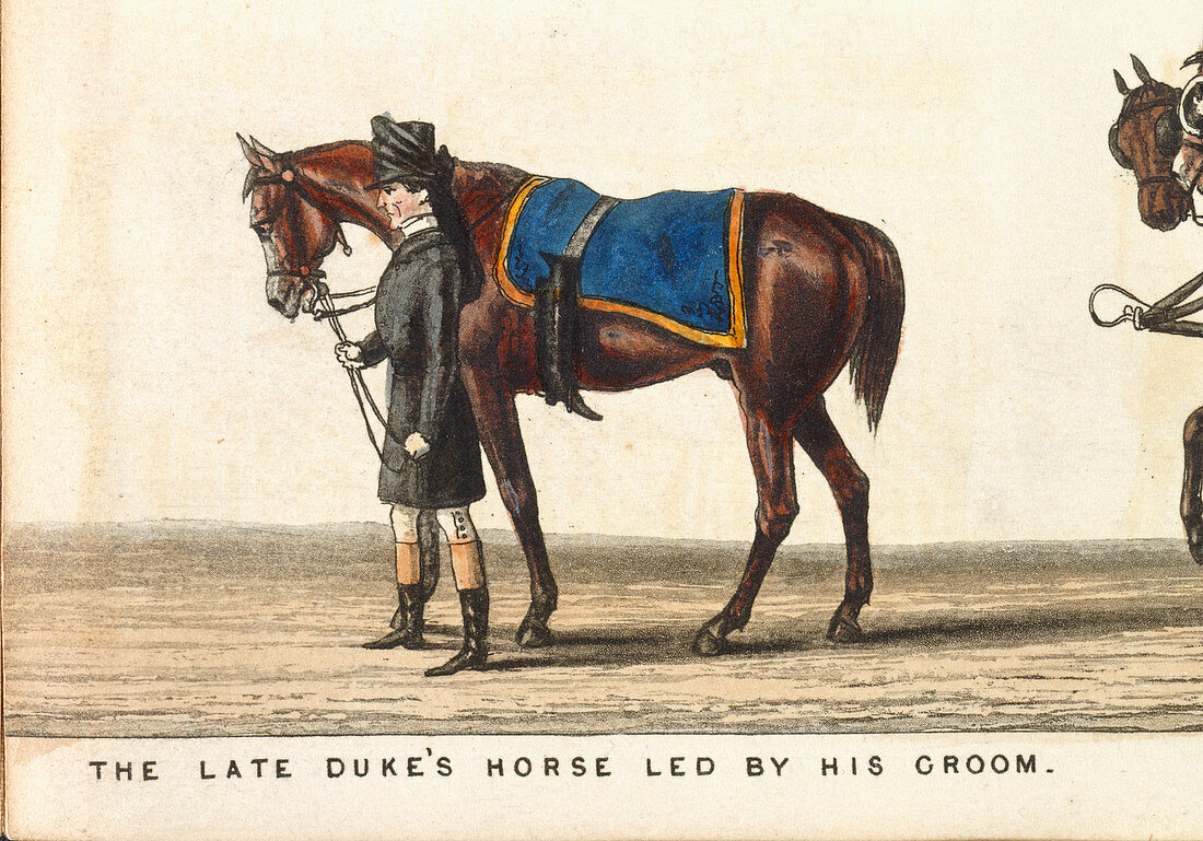 The late Duke's horse