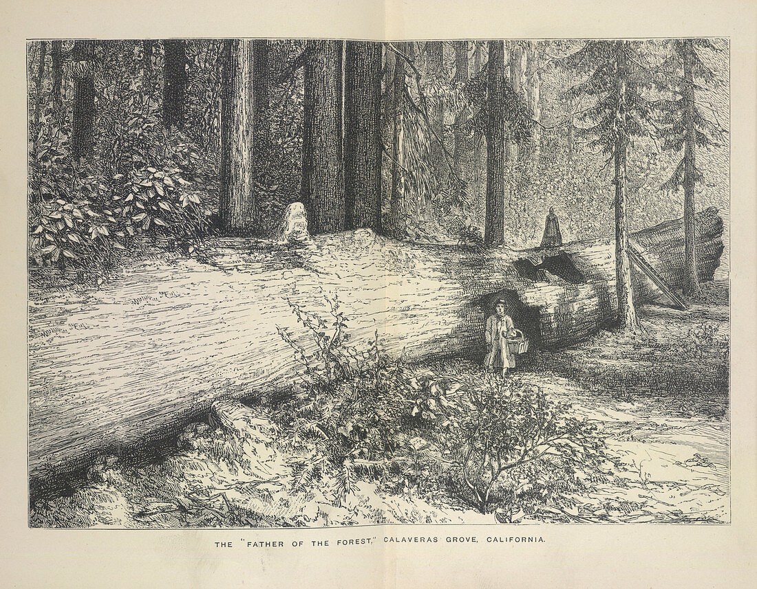 A forest scene