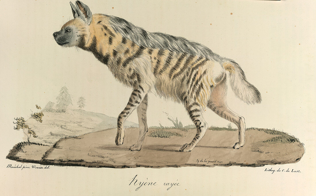 A striped hyena