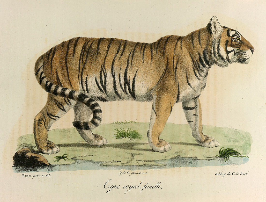 A female royal tiger
