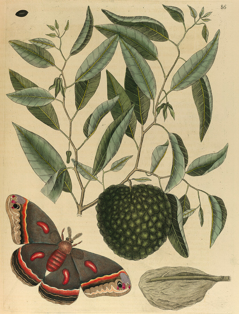 Carolina moth
