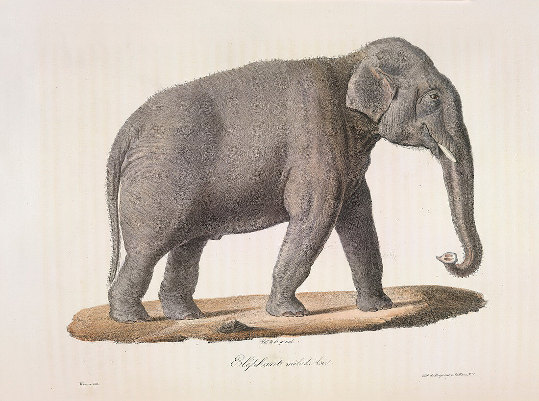 An asian elephant