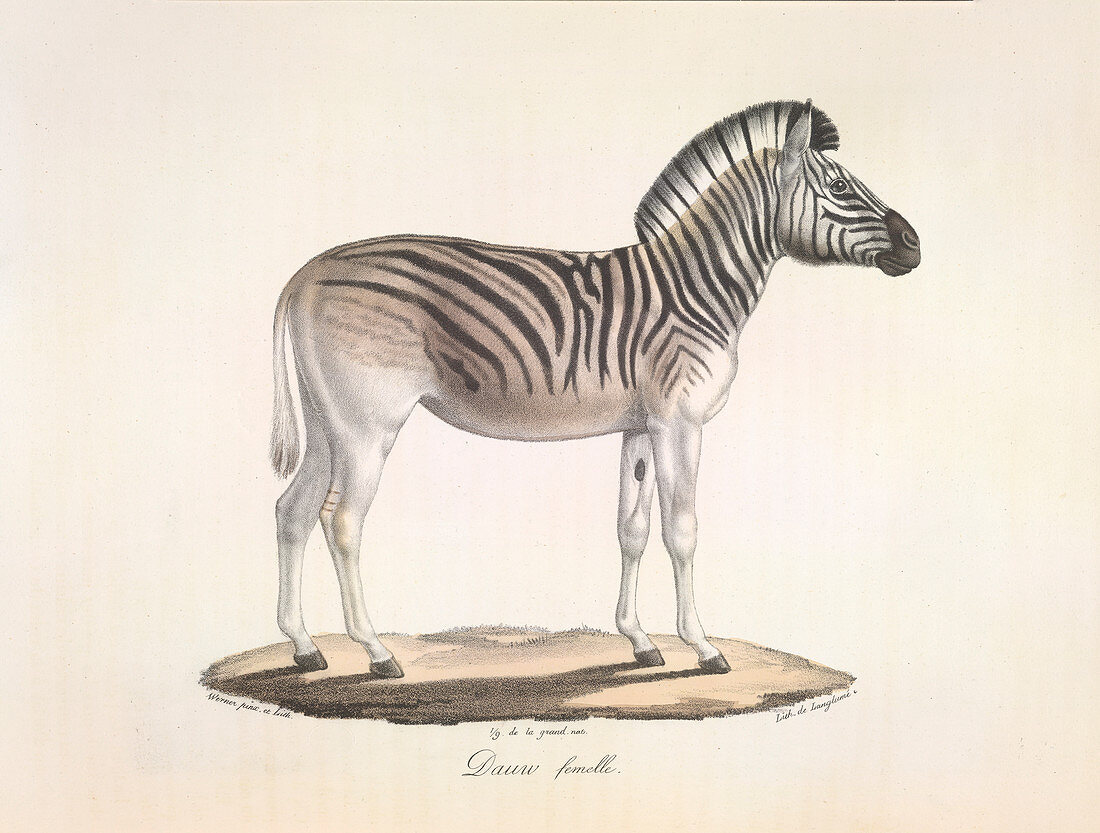 The striped zebra of south Africa