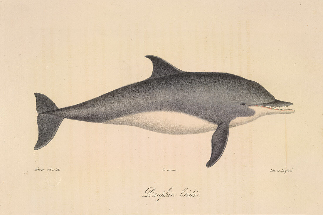 A Bridled dolphin