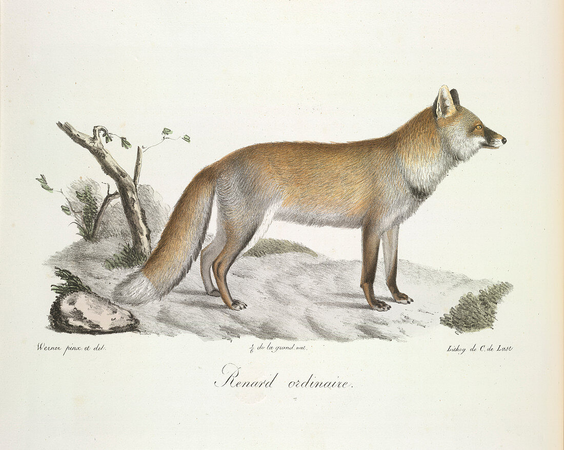 A fox