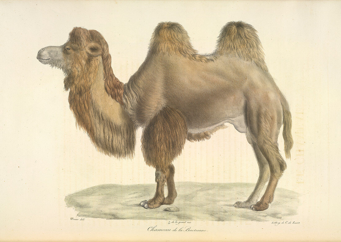 A bactrian camel
