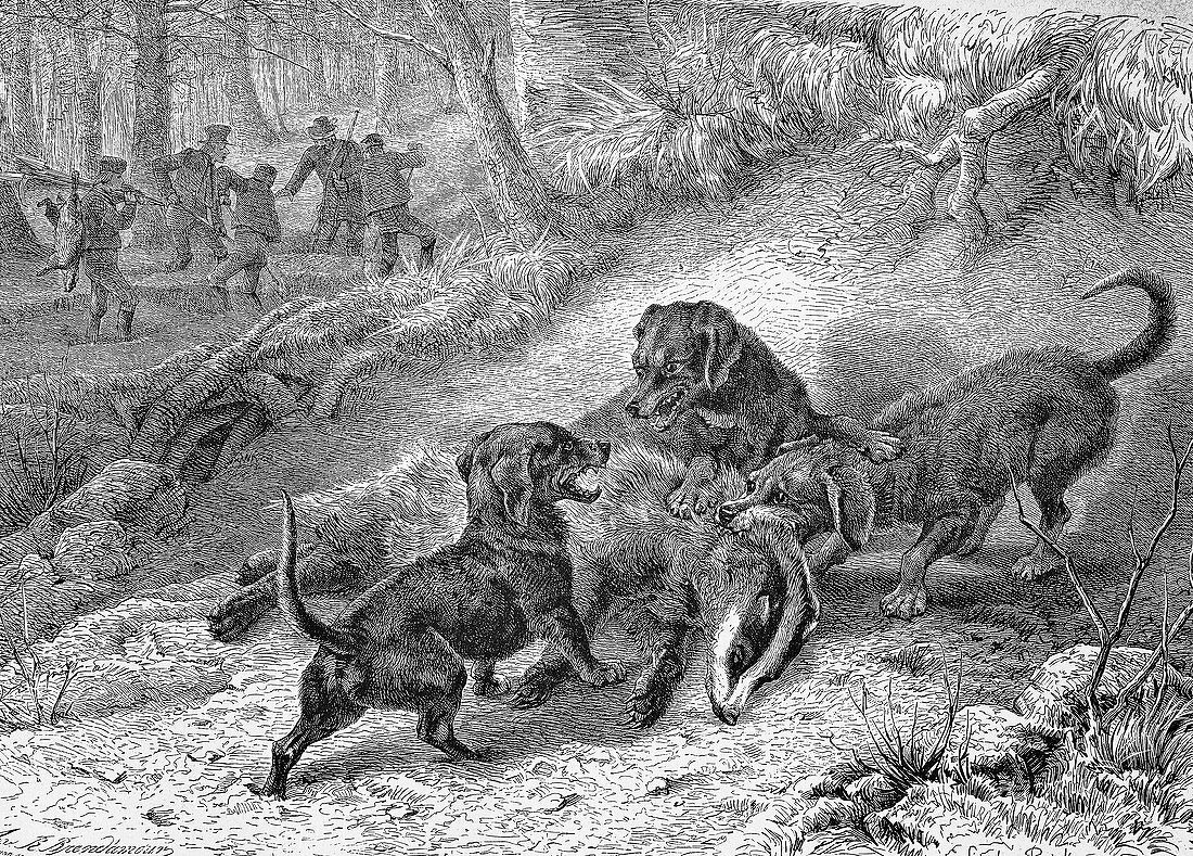 Badger hunting,19th Century artwork