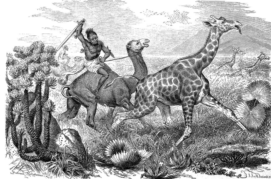 Hunting giraffe,historical artwork