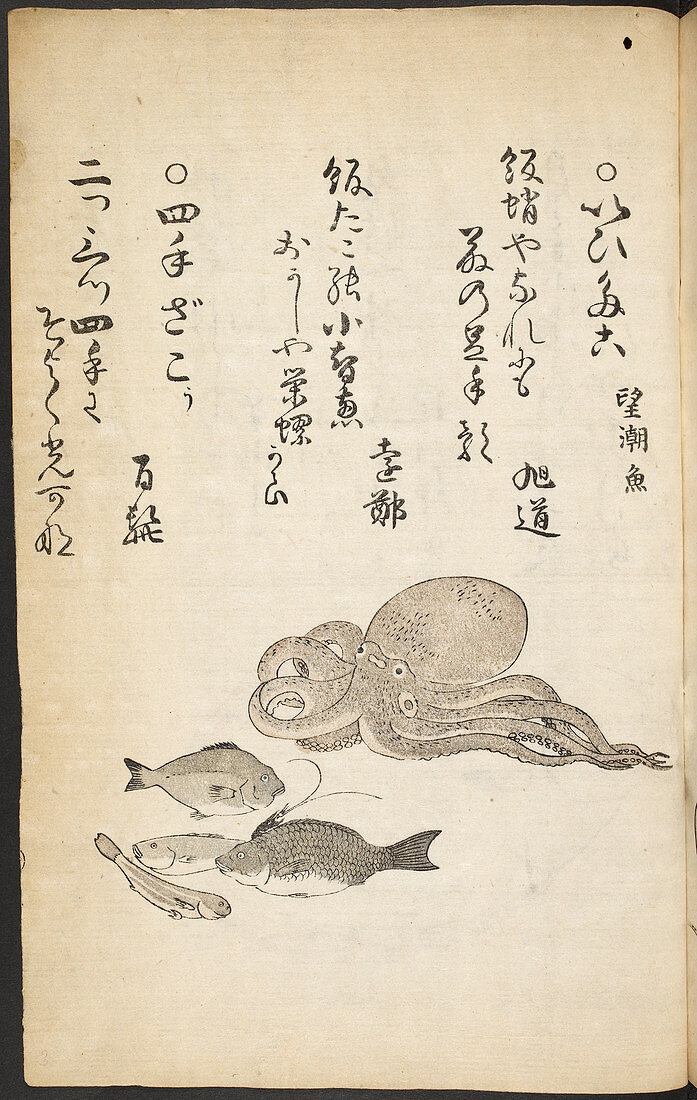 Octopus and fish