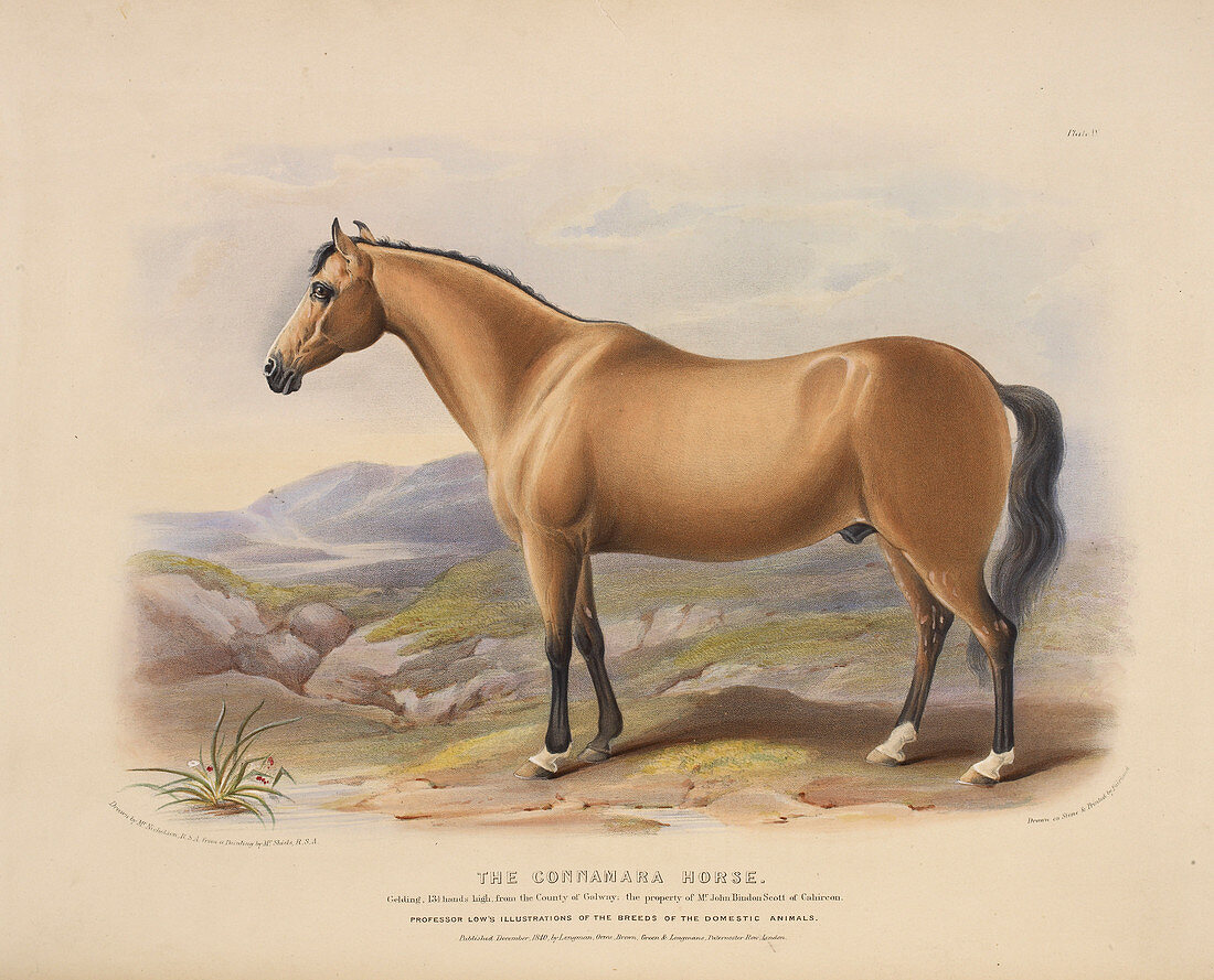 The Connamara Horse