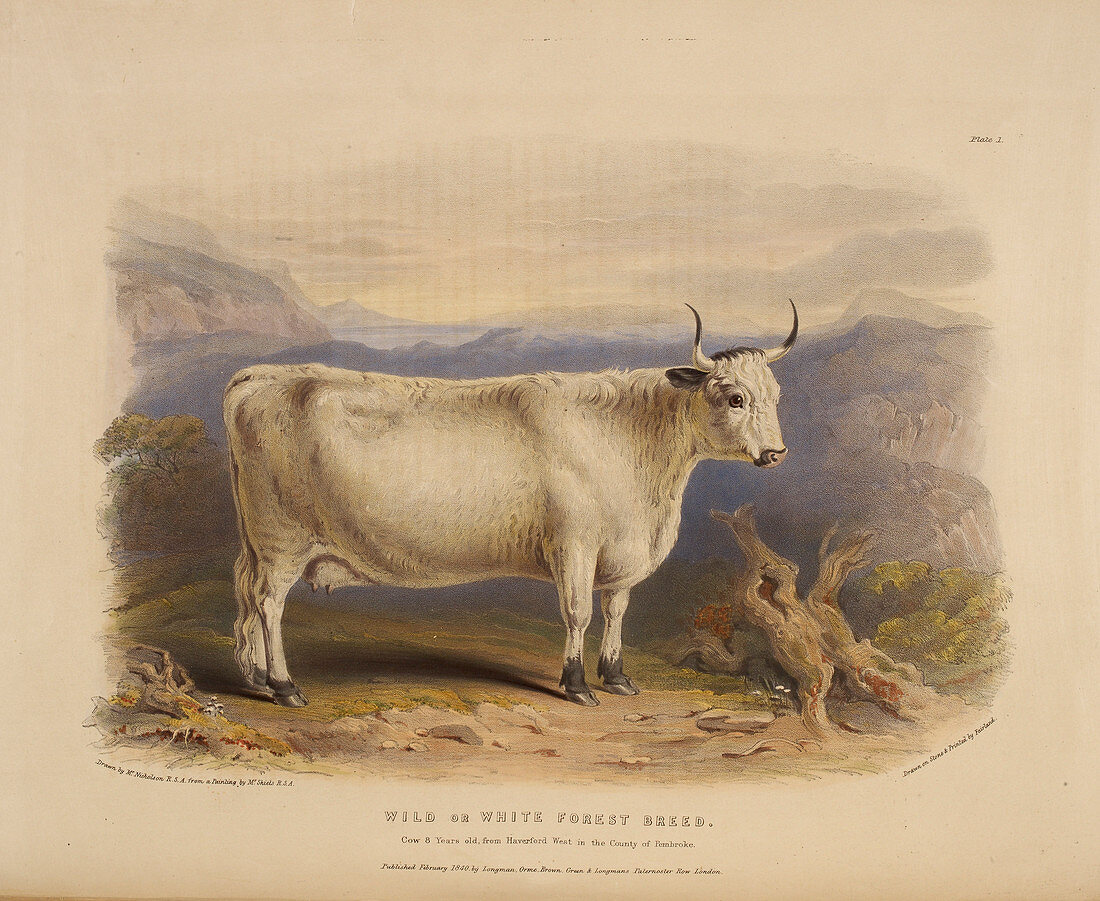 West highland breed