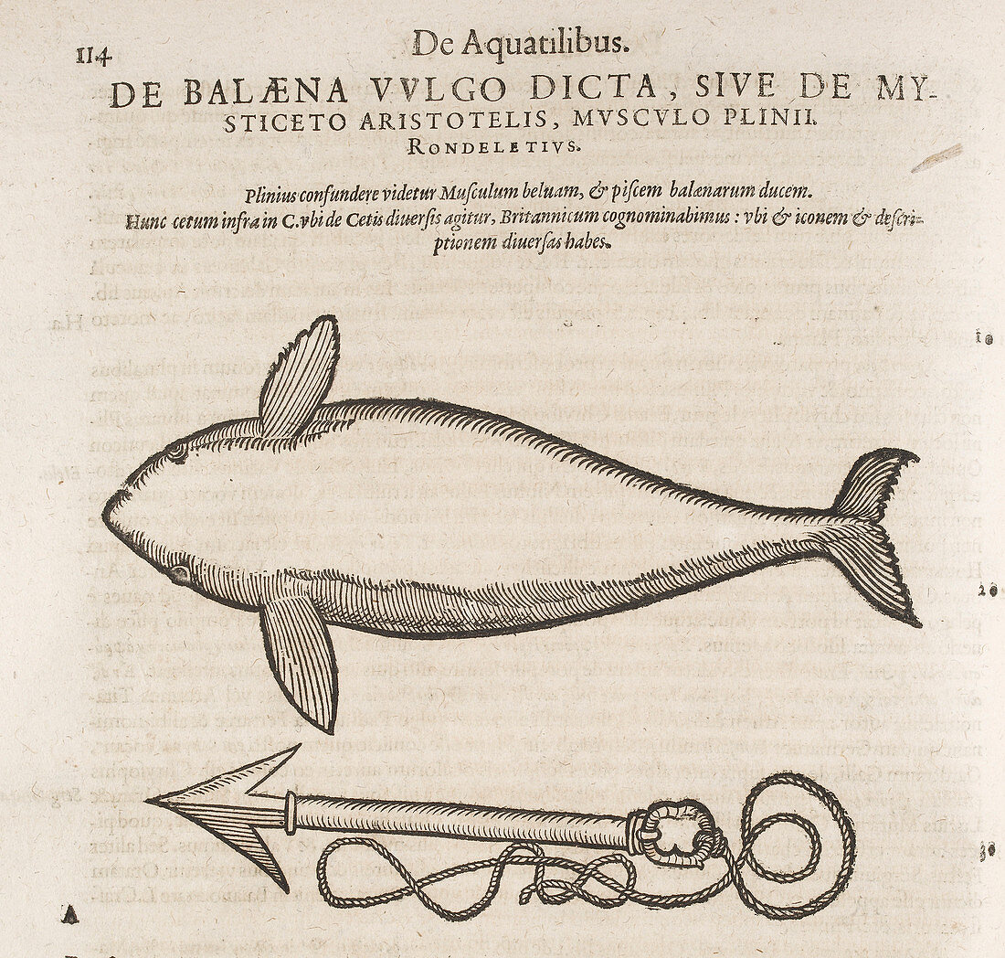 A porpoise and harpoon