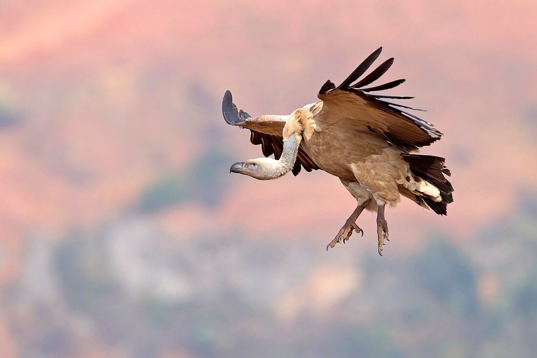 Cape vulture in flight