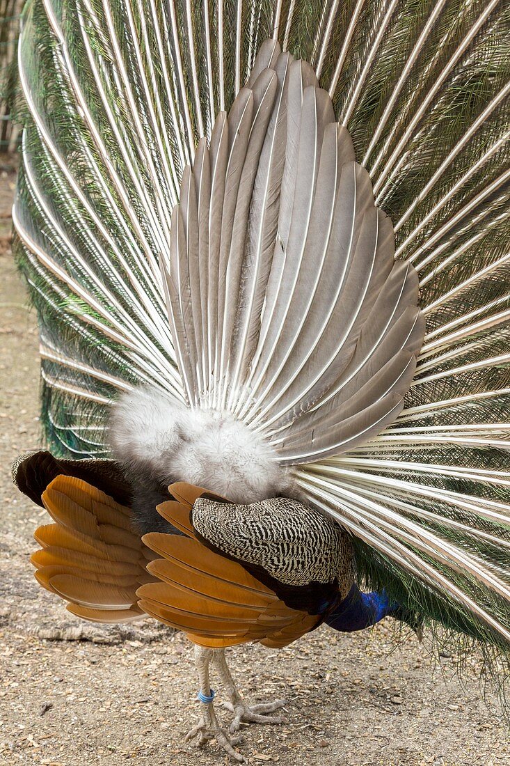 Peacock tail support feathers