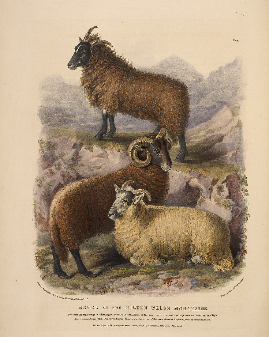 Breed of the higher Welsh mountains