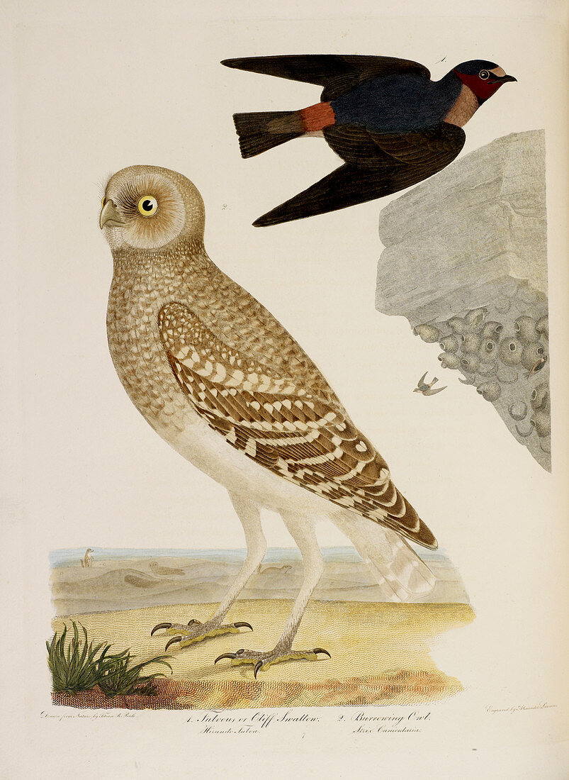 Cliff Swallow and Burrowing Owl