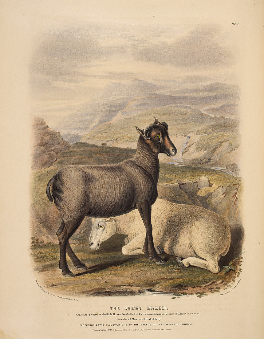 The Kerry breed