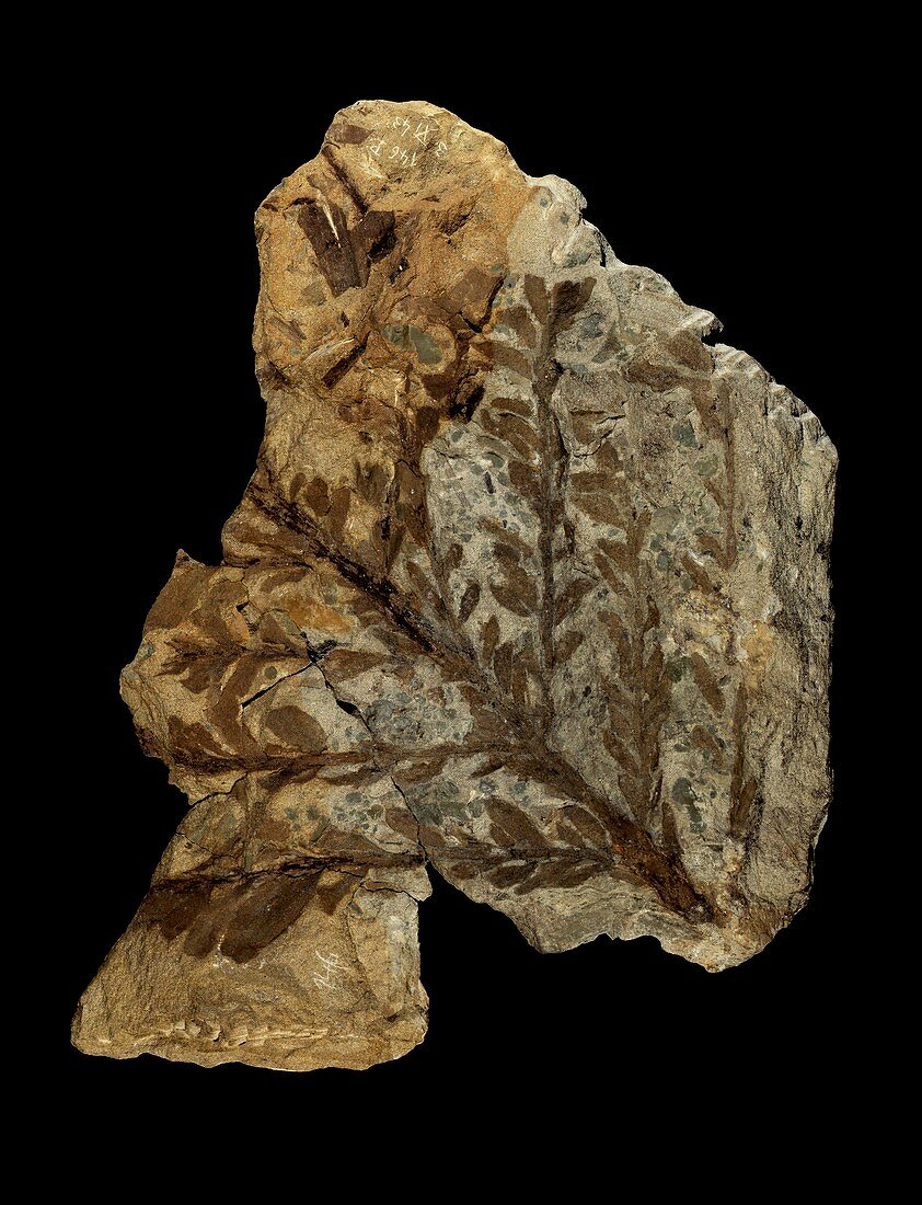Albertia conifer fossil