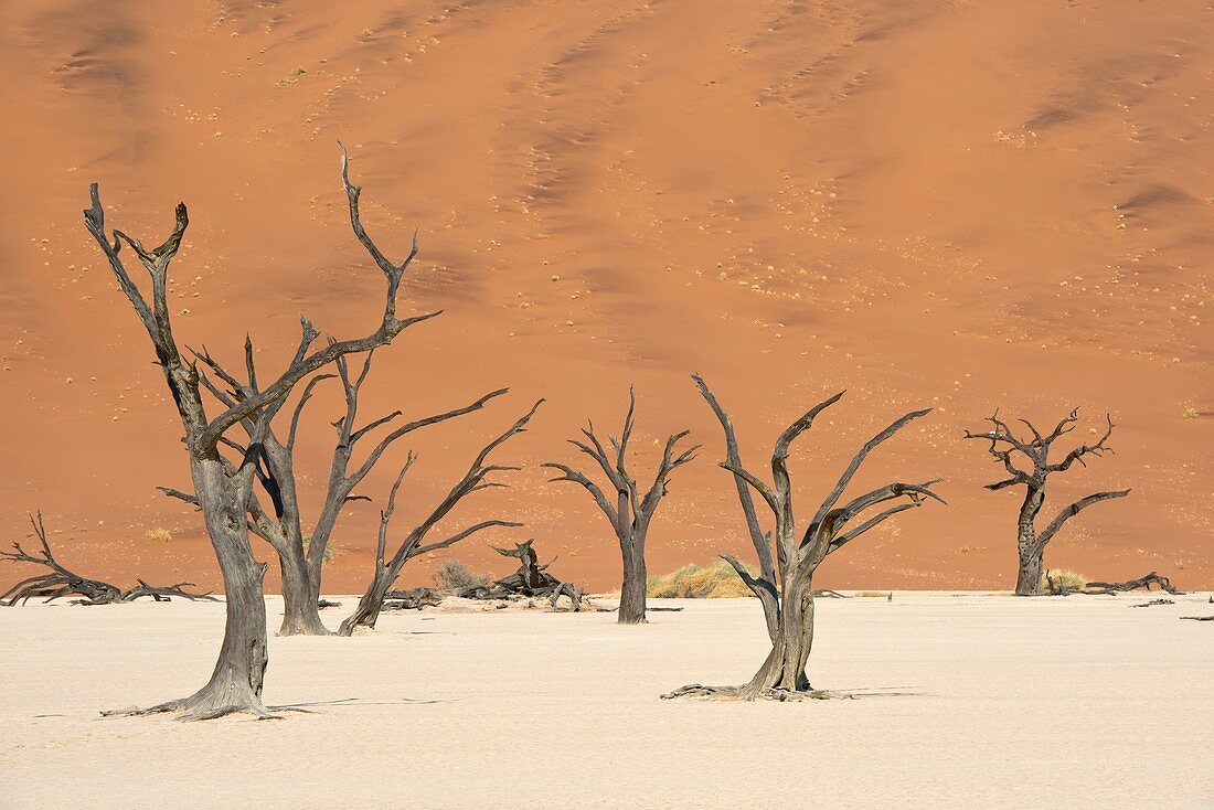 Dead Vlei in Namib-Naukluft National Park