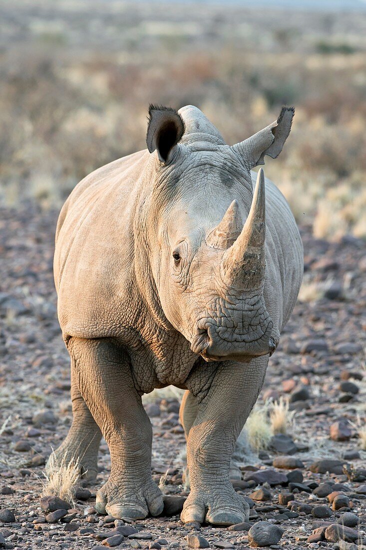 Sothern White Rhinoceros