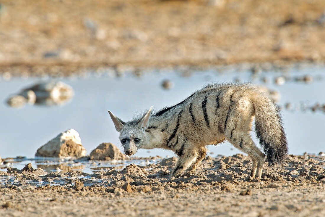 Aardwolf