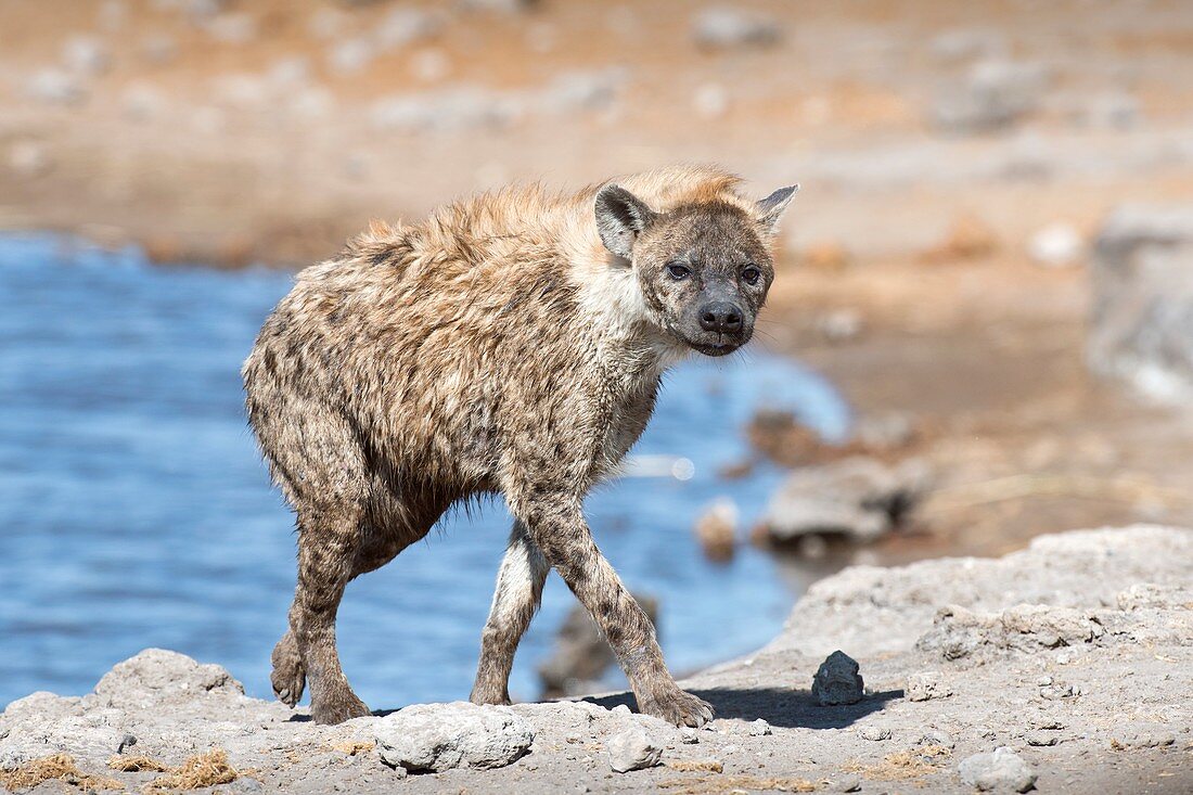 Spotted Hyena at a waterhole