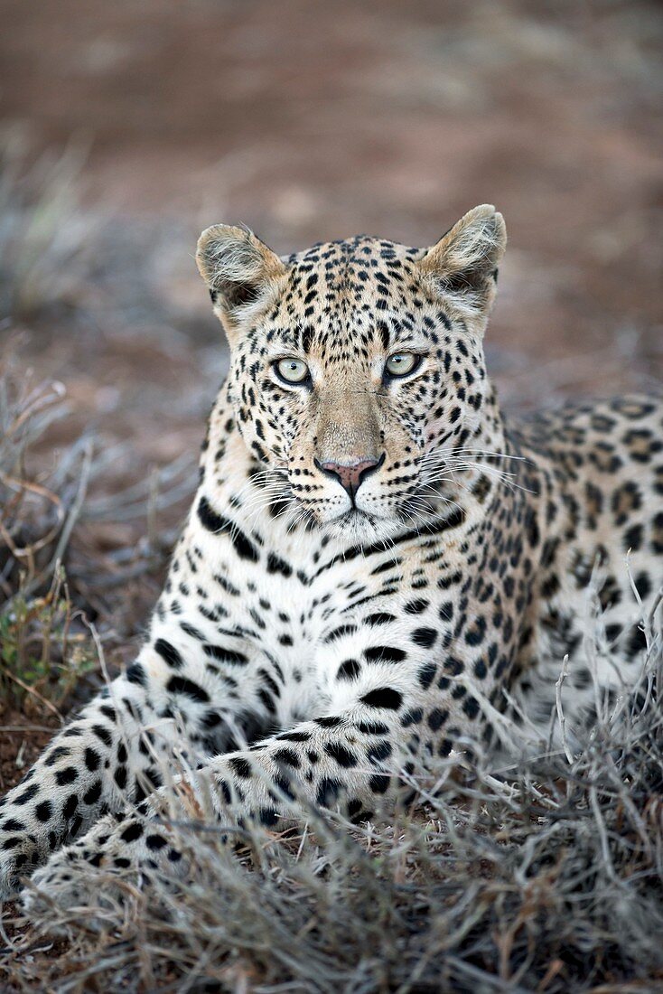 Leopard Portrait