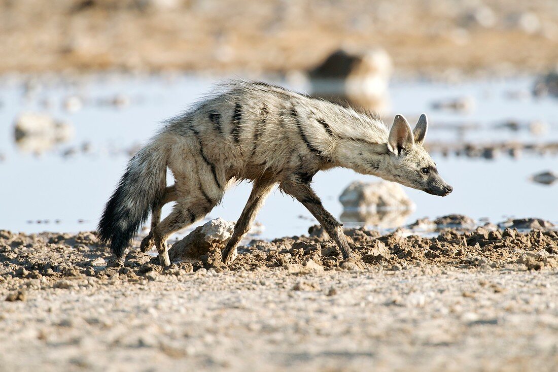 Aardwolf