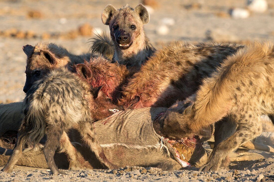 Spotted Hyenas feeding on a Kudu